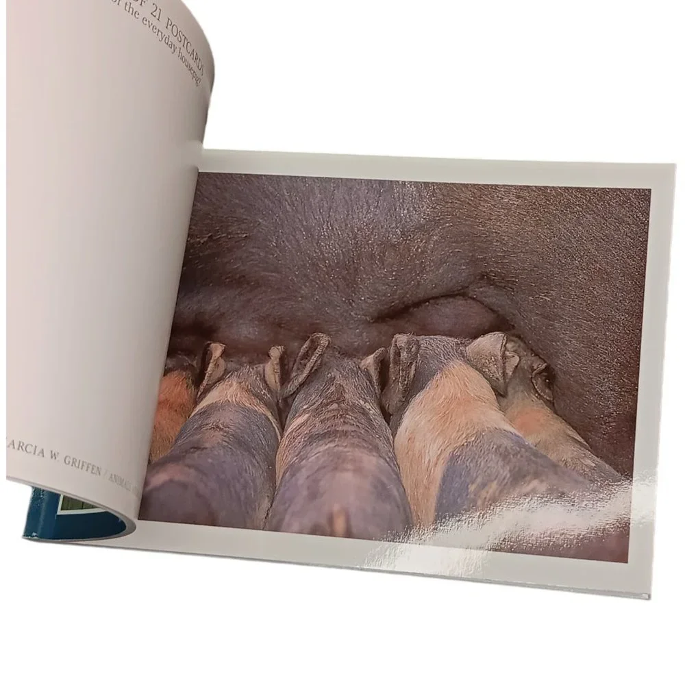 Pigs Book Of Postcards Set Of Two 21 and 30 Postscards Vintage Ephemera